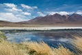 Laguna Hedionda - saline lake with pink flamingos