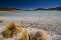 Laguna Honda. PotosÃÂ­ department. Bolivia