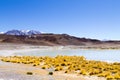 Laguna Honda view, Bolivia