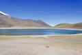 Laguna Miscanti with Vicuna Royalty Free Stock Photo