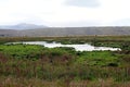 Laguna Nimez, a wildlife reserve at El Calafate in Patagonia, Argentina Royalty Free Stock Photo