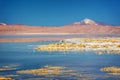 Laguna Polques, Sud Lipez province, Potosi Bolivia