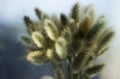 Lagurus, dried flowers Lagurus, bunny tail grass bouquet close up