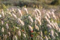 Lagurus ovatus commonly called hare`s tail, hare`s-tail grass or bunnytail, in the grass family