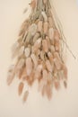 Lagurus ovatus.Dried flowers in beige shade. Dry fluffy flowers background in sand and beige colors.Decoration of rooms