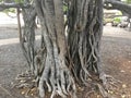 Lahaina Banyan Tree in Maui Royalty Free Stock Photo