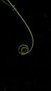 Black Background of Young Plant Tendrils Royalty Free Stock Photo