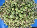 Lahsoora or cordia myxa is common fruit for use in pickles in India and pakistan Royalty Free Stock Photo