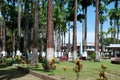 Tropical trees with white paint on bark in Parque Vargas, Limon, Costa Rica