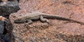 Laid-back lizard in Sidewinder Canyon, Black Mountains, Death Valley National Park, California