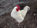 Laid Back White Rooster, Northumberland, UK Royalty Free Stock Photo