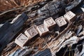 The laid out inscription nature from wooden cubes. Birch fallen tree in the autumn forest. The concept of nature