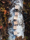 The laid out inscription nature from wooden cubes. Birch fallen tree in the autumn forest. The concept of nature