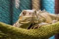 Laidback Iguana Enjoys Comfortable Reptile Hammock Bed. Generative AI Royalty Free Stock Photo