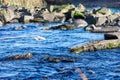 Laigh Milton Viaduct rocky river in Kilmarnock Ayrshire Scotland, a fishing destination that salmon can be caught from late July