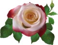 Laight and dark single rose flower