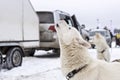 Laika dog howls in wait of racing sled