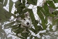 Laika looks out from behind fence with camouflage netting