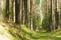 Lain in summer pine forest Royalty Free Stock Photo