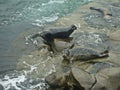 Lajolla rocks California wild seals Royalty Free Stock Photo