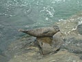 Lajolla rocks California wild seals Royalty Free Stock Photo