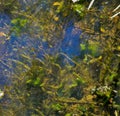 Lake with algae. View from above.