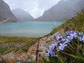Lake Alla Kol in Kyrgyzstan with a bunch of small blue flowers in forefront