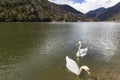 Lake Alleghe. Morning at Lake Alleghe, Dolomities, Italy. UNESCO World Natural Heritage, Belluno, Italy. White swans on the lake