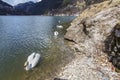 Lake Alleghe. Morning at Lake Alleghe, Dolomities, Italy. UNESCO World Natural Heritage, Belluno, Italy. White swans on the lake