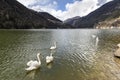 Lake Alleghe. Morning at Lake Alleghe, Dolomities, Italy. UNESCO World Natural Heritage, Belluno, Italy. White swans on the lake