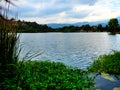 The Lake in Almaden Lake Park with blue water and aquatic plants