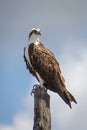 Osprey on roost at Lake Apopka wildlife drive, Florida
