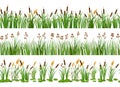 Lake aquatic plant borders. Seamless swamp cattails, marsh reed and strip of coastal river plants vector illustration set Royalty Free Stock Photo