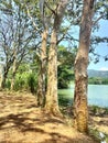 Lake with trees in Sri Lanka nature Royalty Free Stock Photo