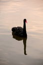 A beautiful black swan floats on the lake at dusk. Royalty Free Stock Photo