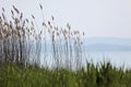 Lake Balaton near Szigliget Royalty Free Stock Photo