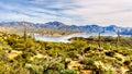 Lake Bartlett surrounded by the mountains and many Saguaro and other cacti in the desert landscape