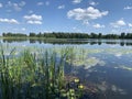 Lake with water lilies and reeds in summer Royalty Free Stock Photo