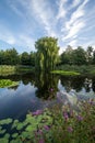 Lake with beautiful tree reflection and waterlilies Royalty Free Stock Photo