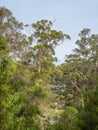 Lake Beedelup in Western Australia