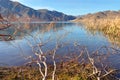 Lake Benmore, Willows & Raupo, Otago, New Zealand Royalty Free Stock Photo