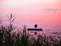 The lake bird rests standing on one leg in the evening Royalty Free Stock Photo