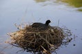 The lake and a black moorhen, on a nest