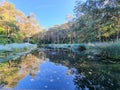 Lake at Blackbutt Reserve surrounded by eucalypts and reeds