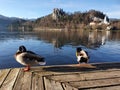 Lake Bled and Castle with ducks Royalty Free Stock Photo