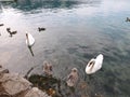 Lake Bled (swans)