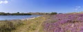 Lake and blooming heather in The Netherlands