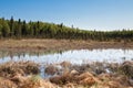 Lake Bog