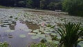 The Lake in Bogor Botanical Garden