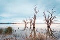 Lake Bonney dead trees at dusk